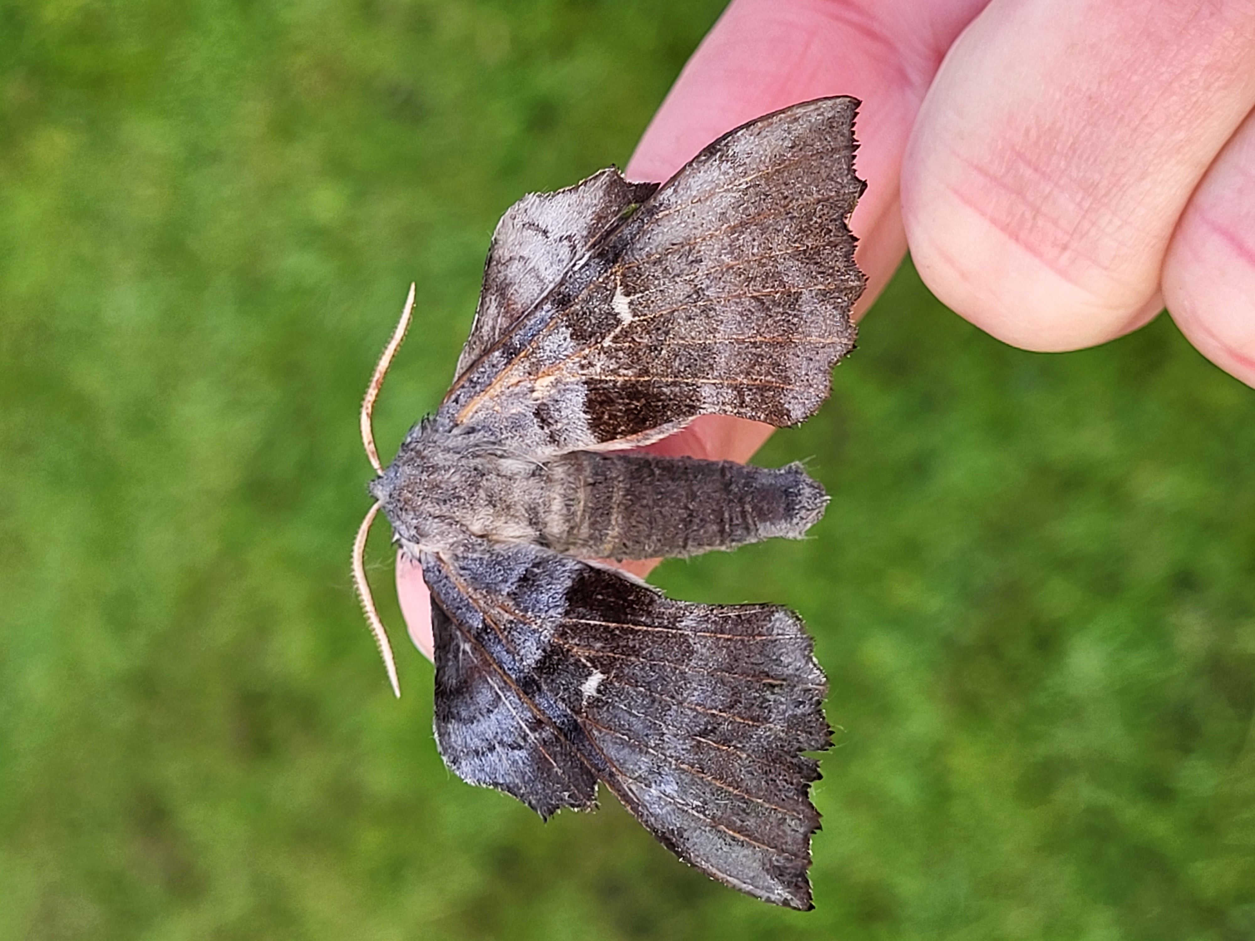 Photo of Poplar Hawk-moth (Laothoe populi)